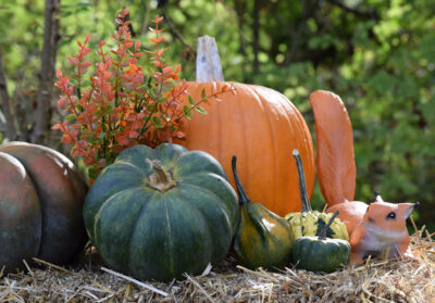 Citrouilles et écureuil dans la paille